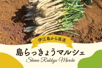 【3/14開催】島らっきょうマルシェ~伊江島から、採れたて直送「旬」が届く。~
